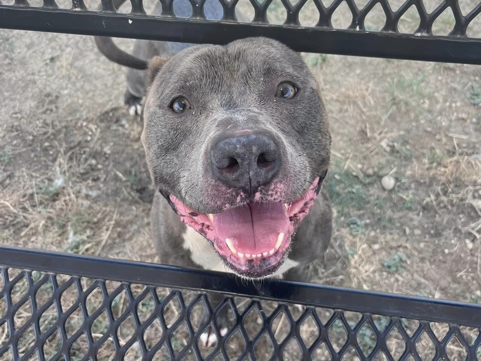 Enlarge Duke, an adoptable Mixed Breed in Georgetown, TX image 5/6