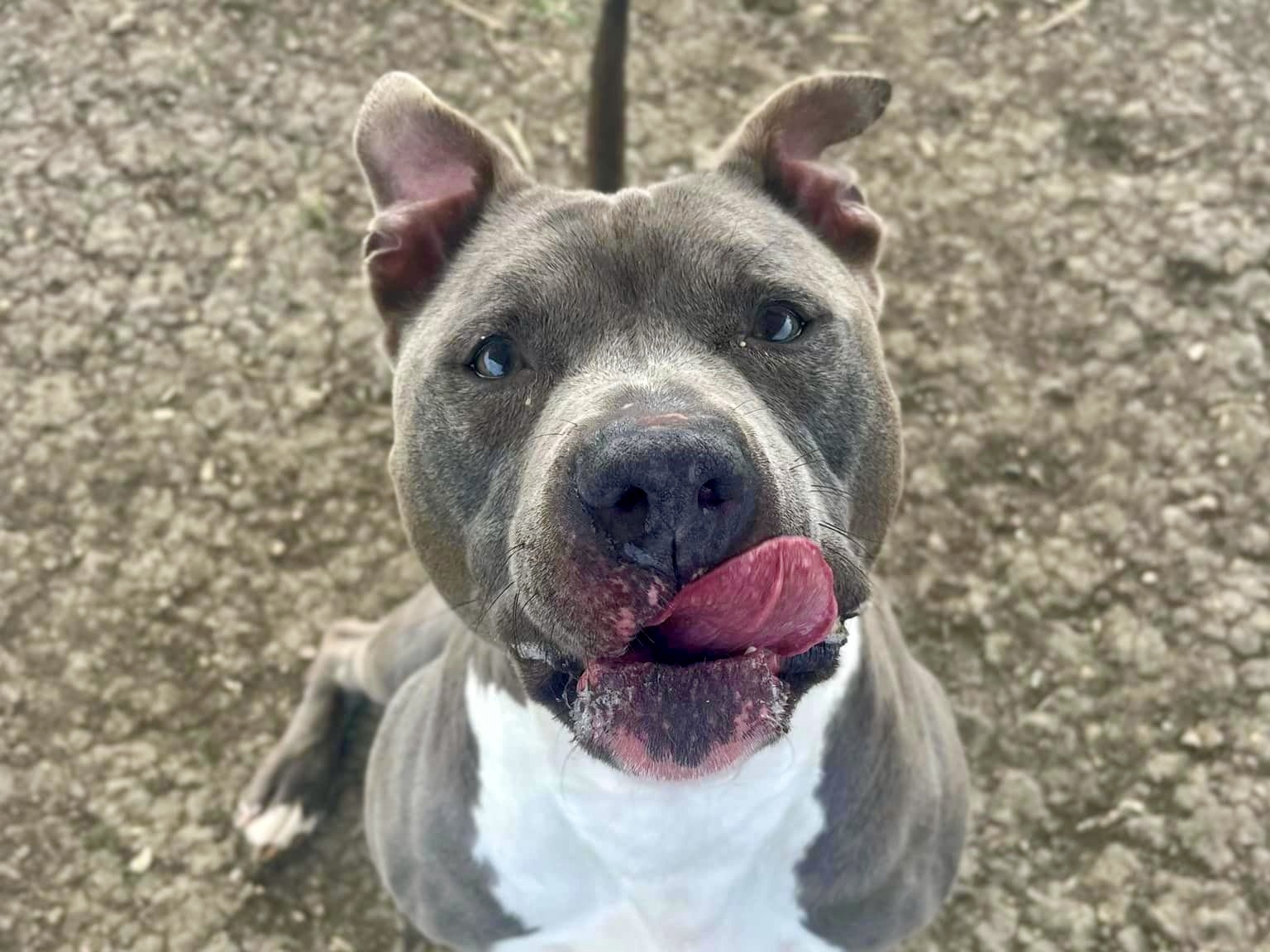 Enlarge Duke, an adoptable Mixed Breed in Georgetown, TX image 2/6