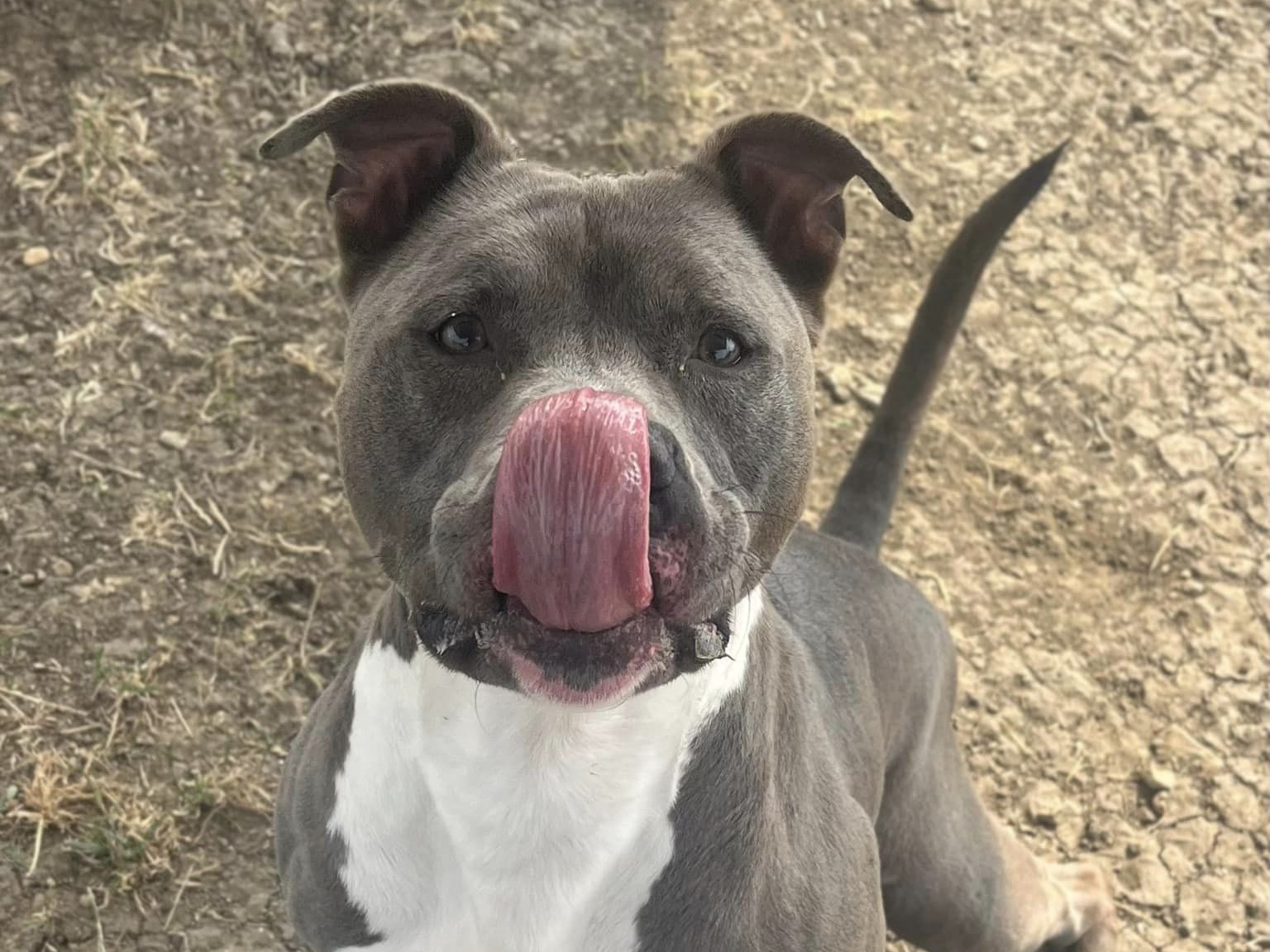 Enlarge Duke, an adoptable Mixed Breed in Georgetown, TX image 4/6