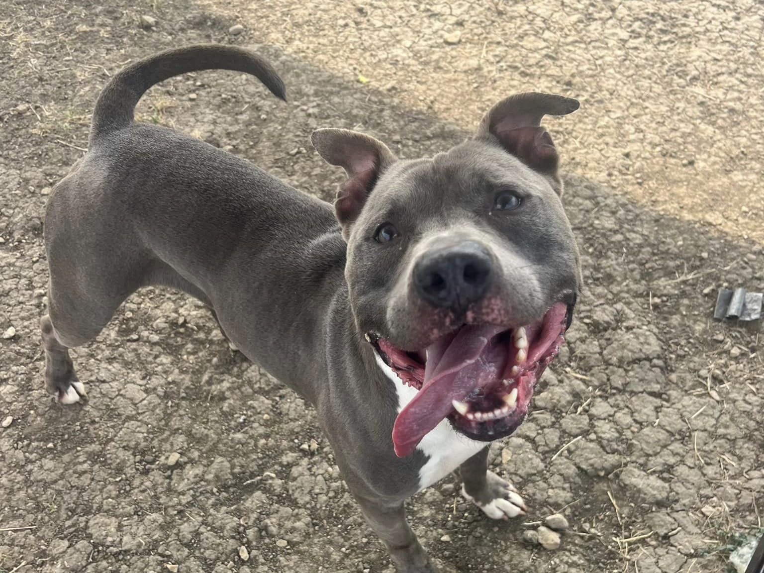 Enlarge Duke, an adoptable Mixed Breed in Georgetown, TX image 3/6