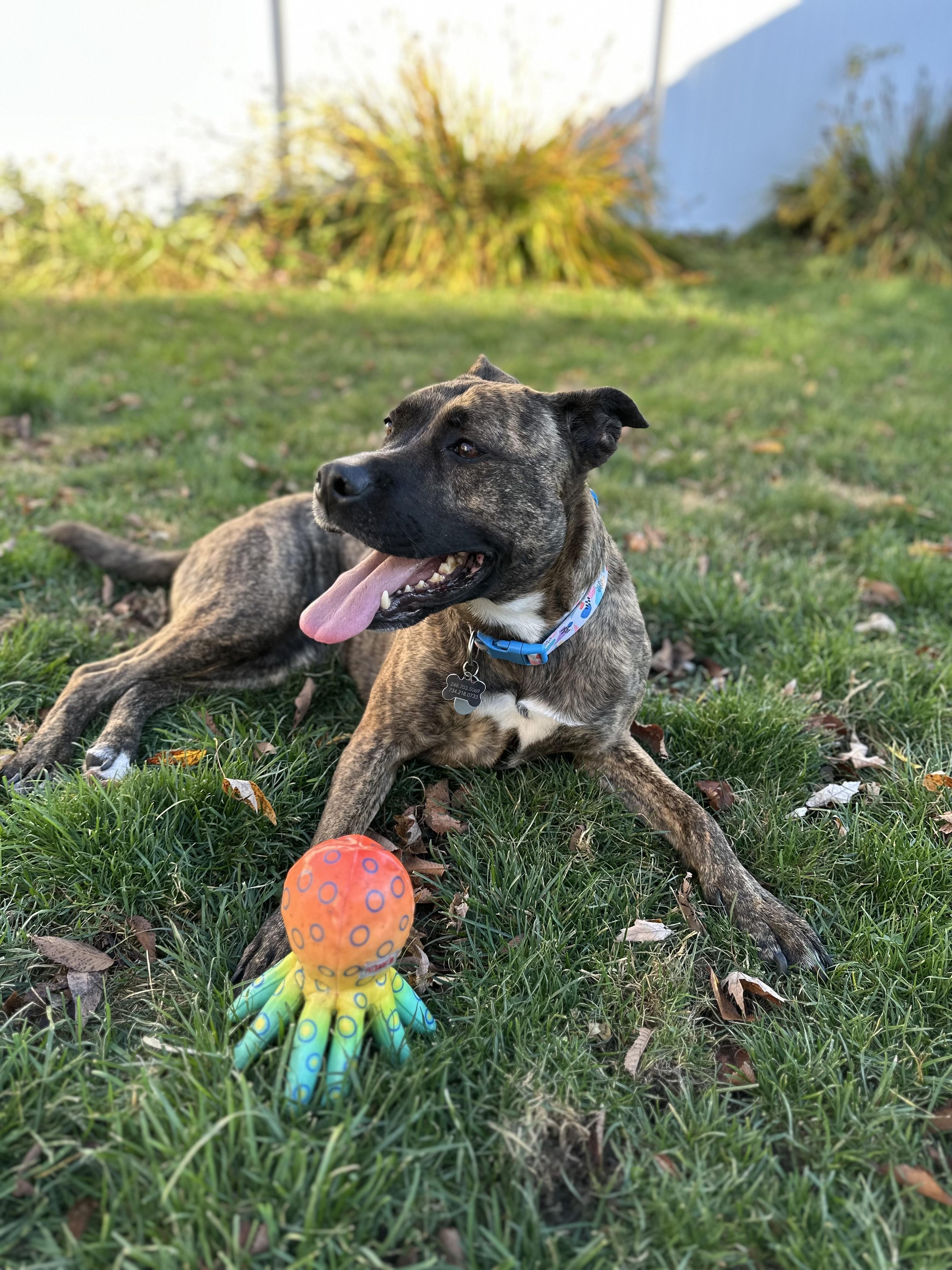 Petunia (Tuna) **Courtesy Post**, Adoptable, Adult Female German Shepherd Dog & Pit Bull Terrier.