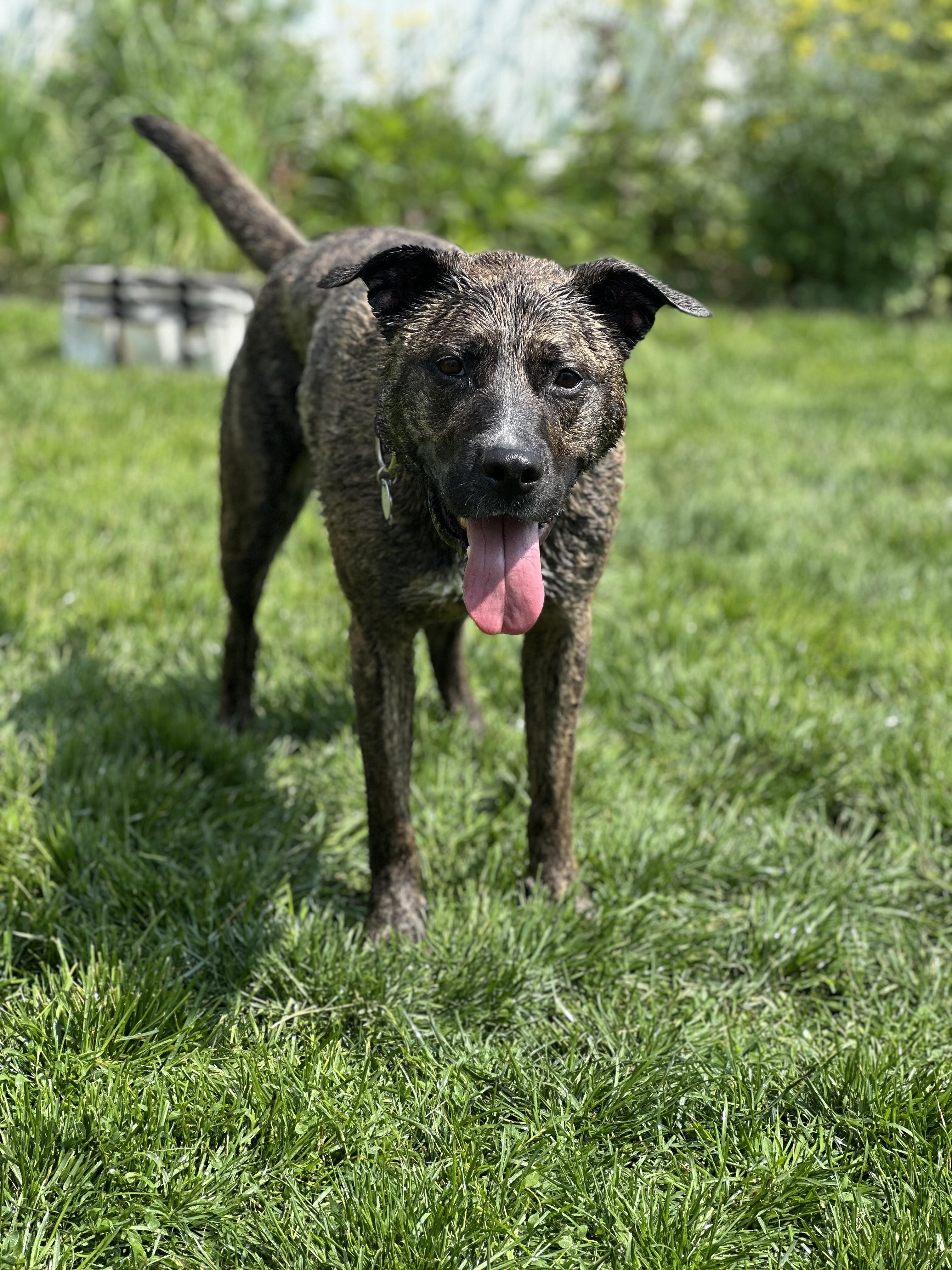 Enlarge Petunia (Tuna) **Courtesy Post**, a Adoptable mixed breed in Warren, MI image 2/3