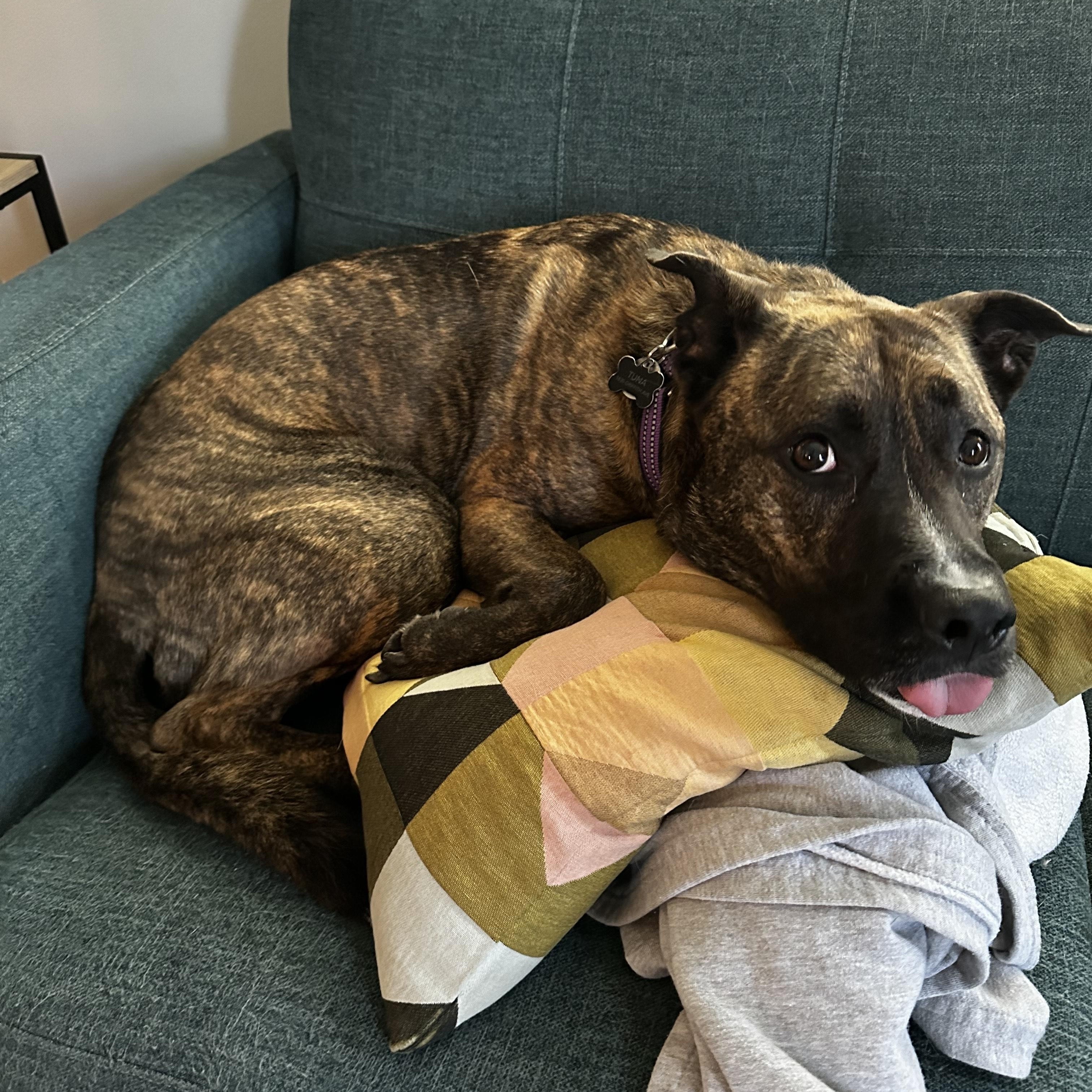 Enlarge Petunia (Tuna) **Courtesy Post**, a Adoptable mixed breed in Warren, MI image 3/3