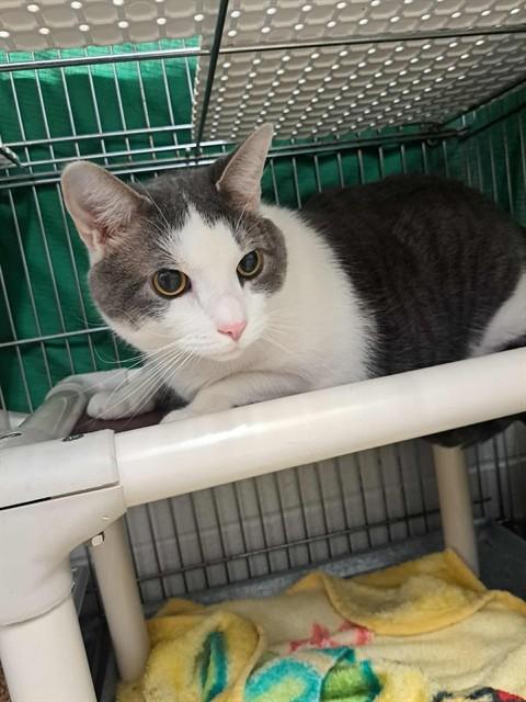 LOKI, Adoptable, Adult Male Domestic Short Hair.