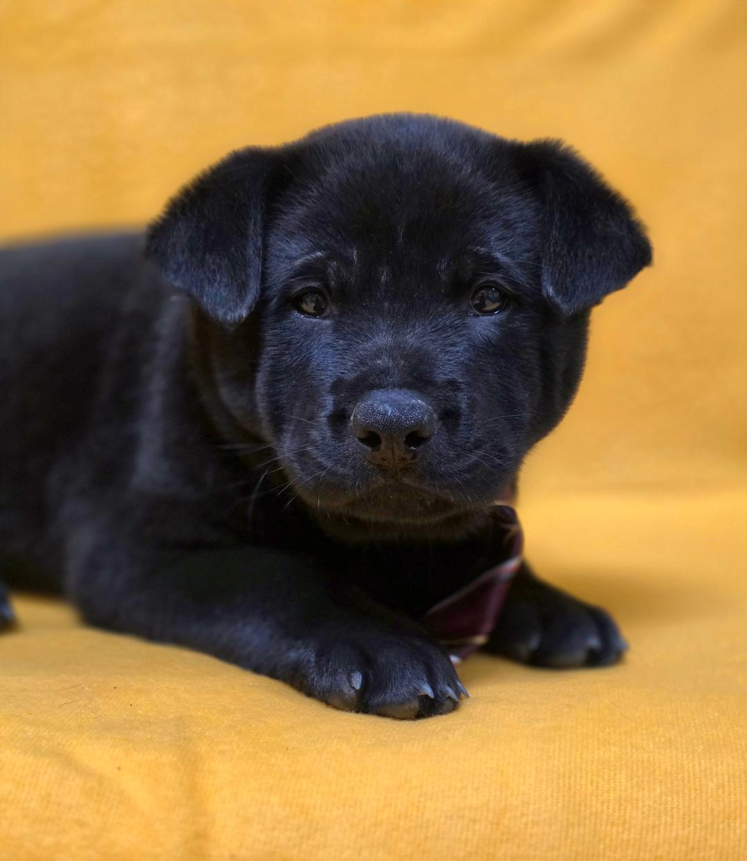 Enlarge Nuo, a ADOPTABLE mixed breed in Phenix City, AL image 4/4