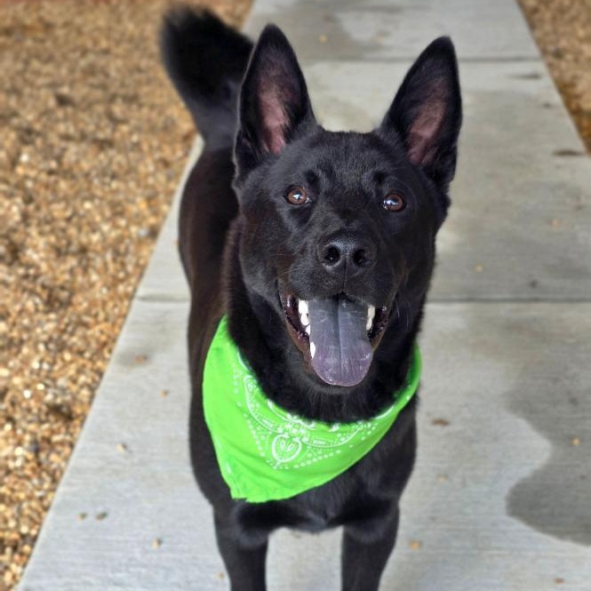 Nuo, ADOPTABLE, Young Male Chow Chow & Belgian Shepherd / Malinois.