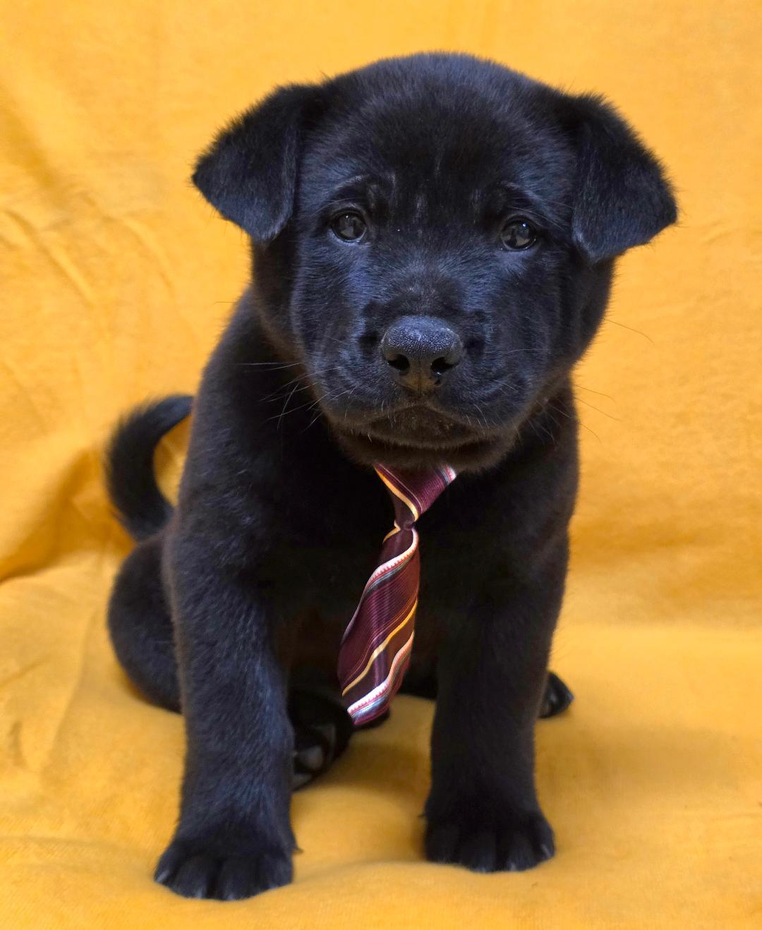 Enlarge Nuo, a ADOPTABLE mixed breed in Phenix City, AL image 2/4