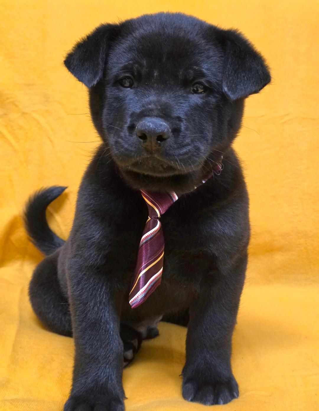 Enlarge Nuo, a ADOPTABLE mixed breed in Phenix City, AL image 3/4