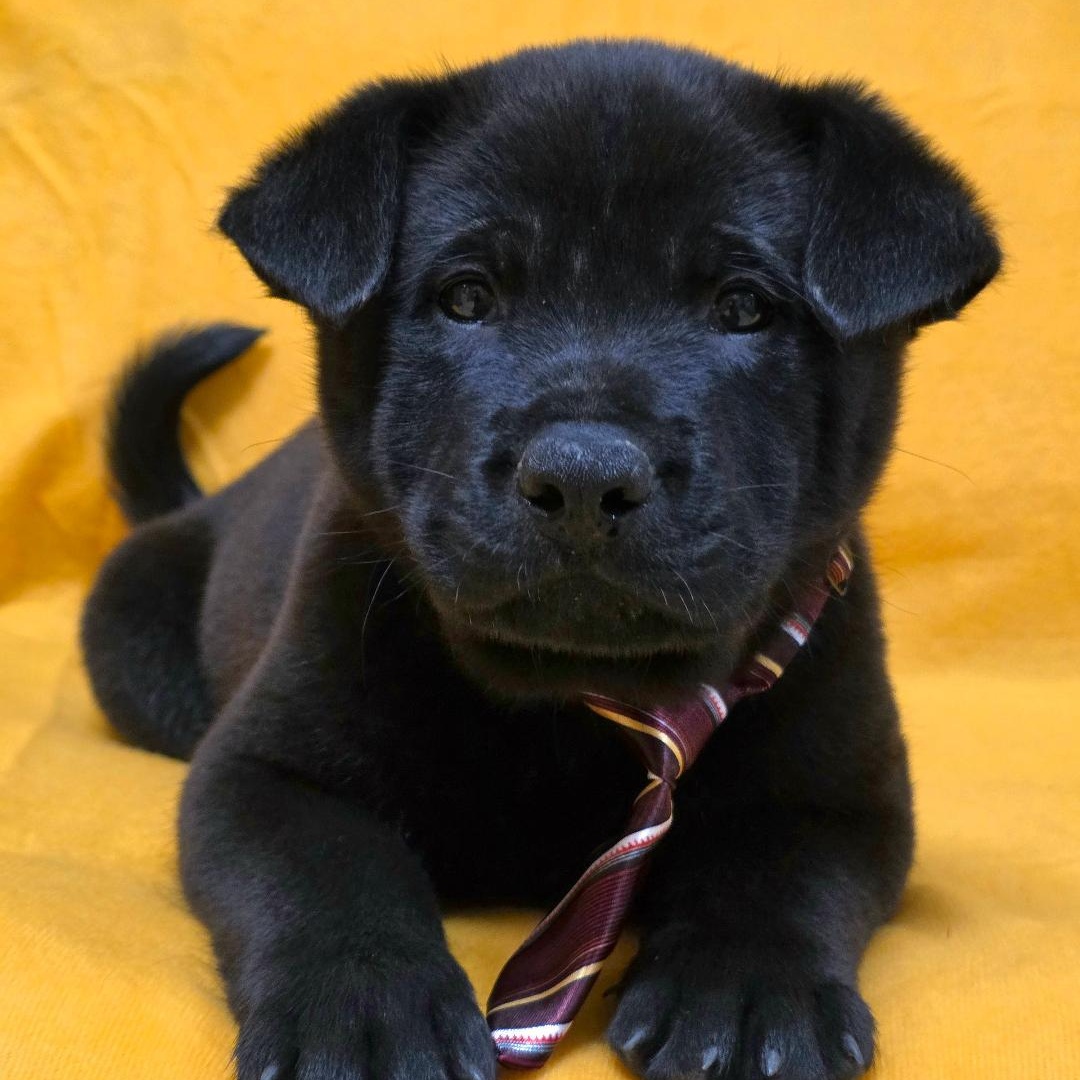 Enlarge Nuo, a ADOPTABLE mixed breed in Phenix City, AL image 1/4