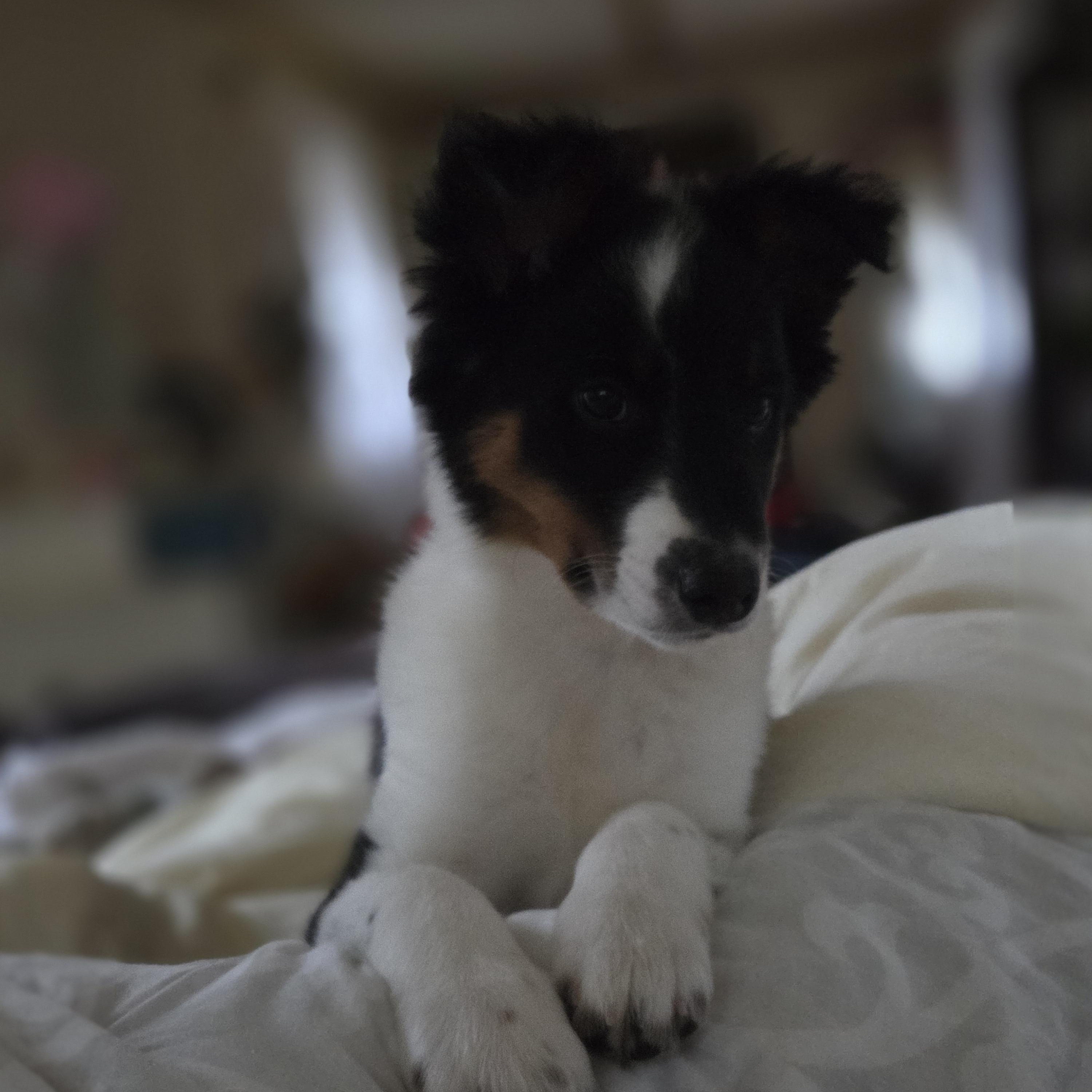 Enlarge Kirby, a ADOPTABLE mixed breed in Brookville, PA image 2/3