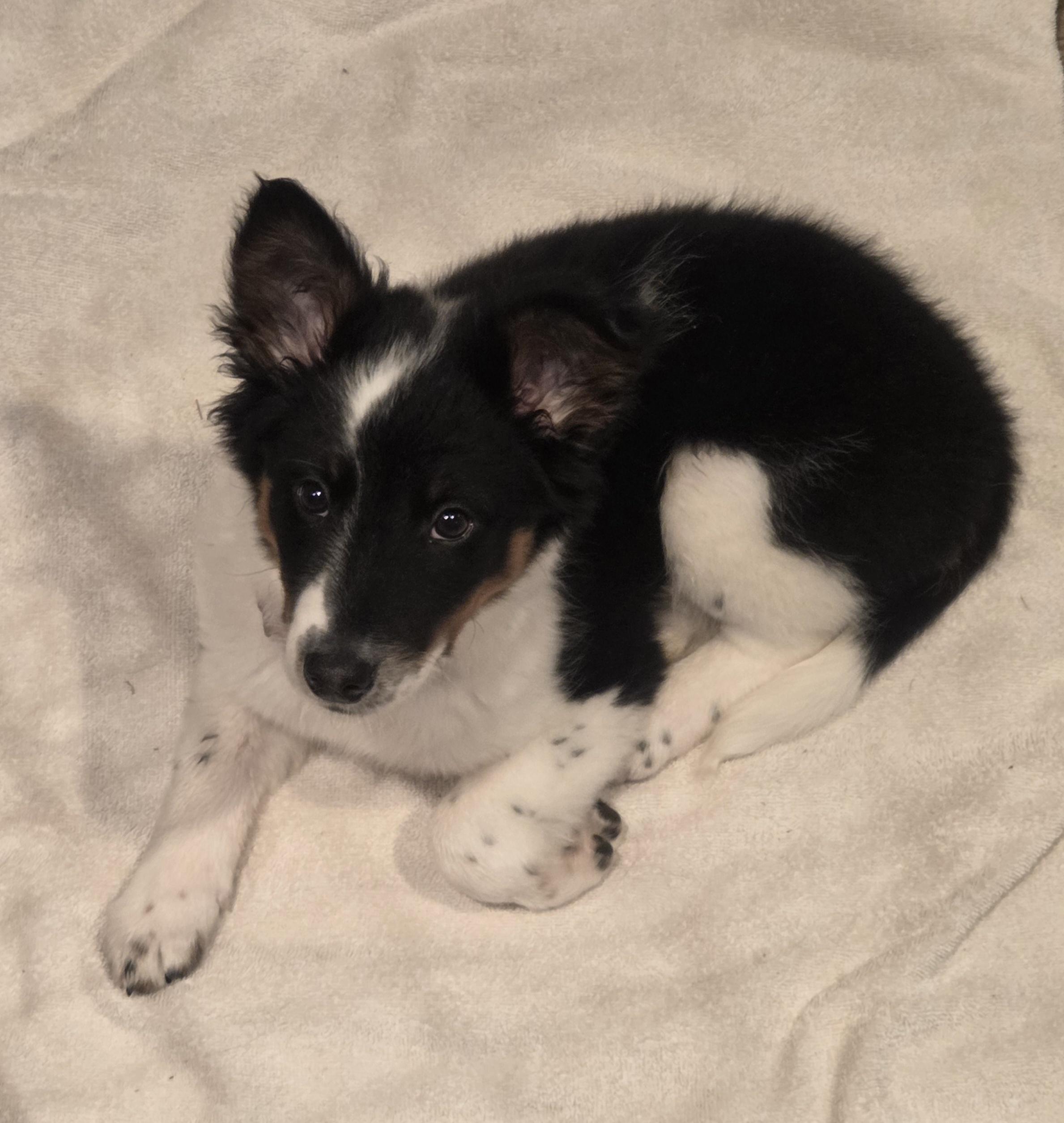 Enlarge Kirby, a ADOPTABLE mixed breed in Brookville, PA image 3/3