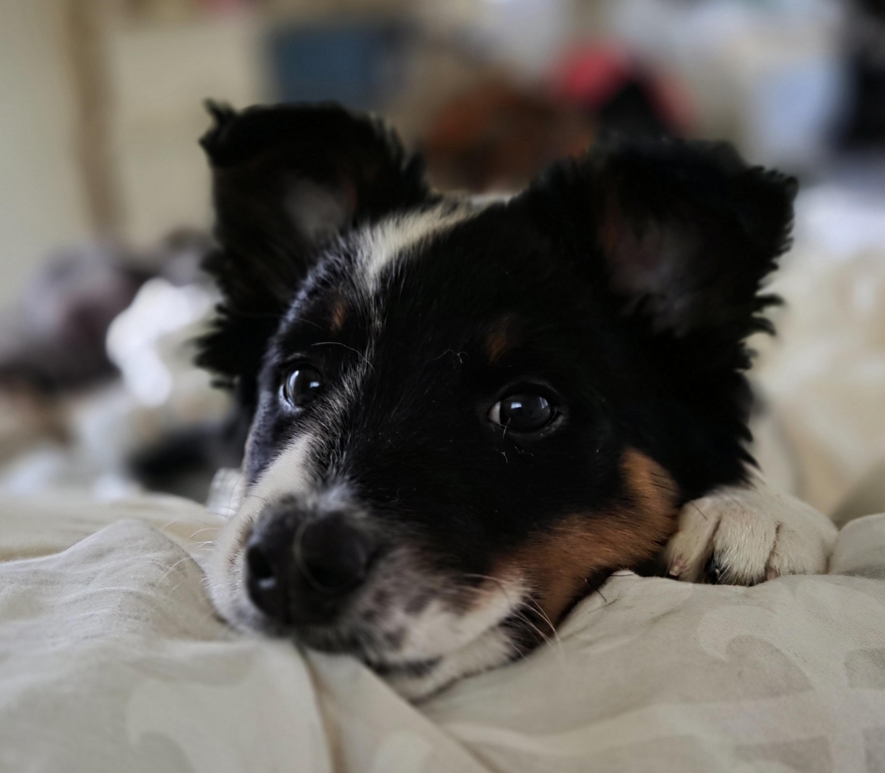 Kirby, ADOPTABLE, Puppy Male Border Collie & Australian Cattle Dog / Blue Heeler.