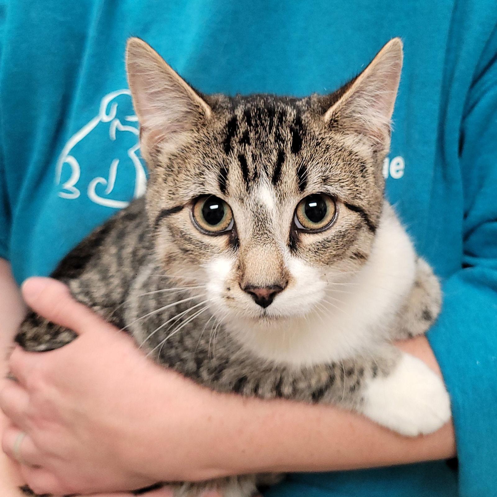 Enlarge Kyle, a Adoptable Domestic Short Hair in Akron, OH image 1/1