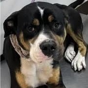 Chomper, Adopted, Adult Male Bernese Mountain Dog.