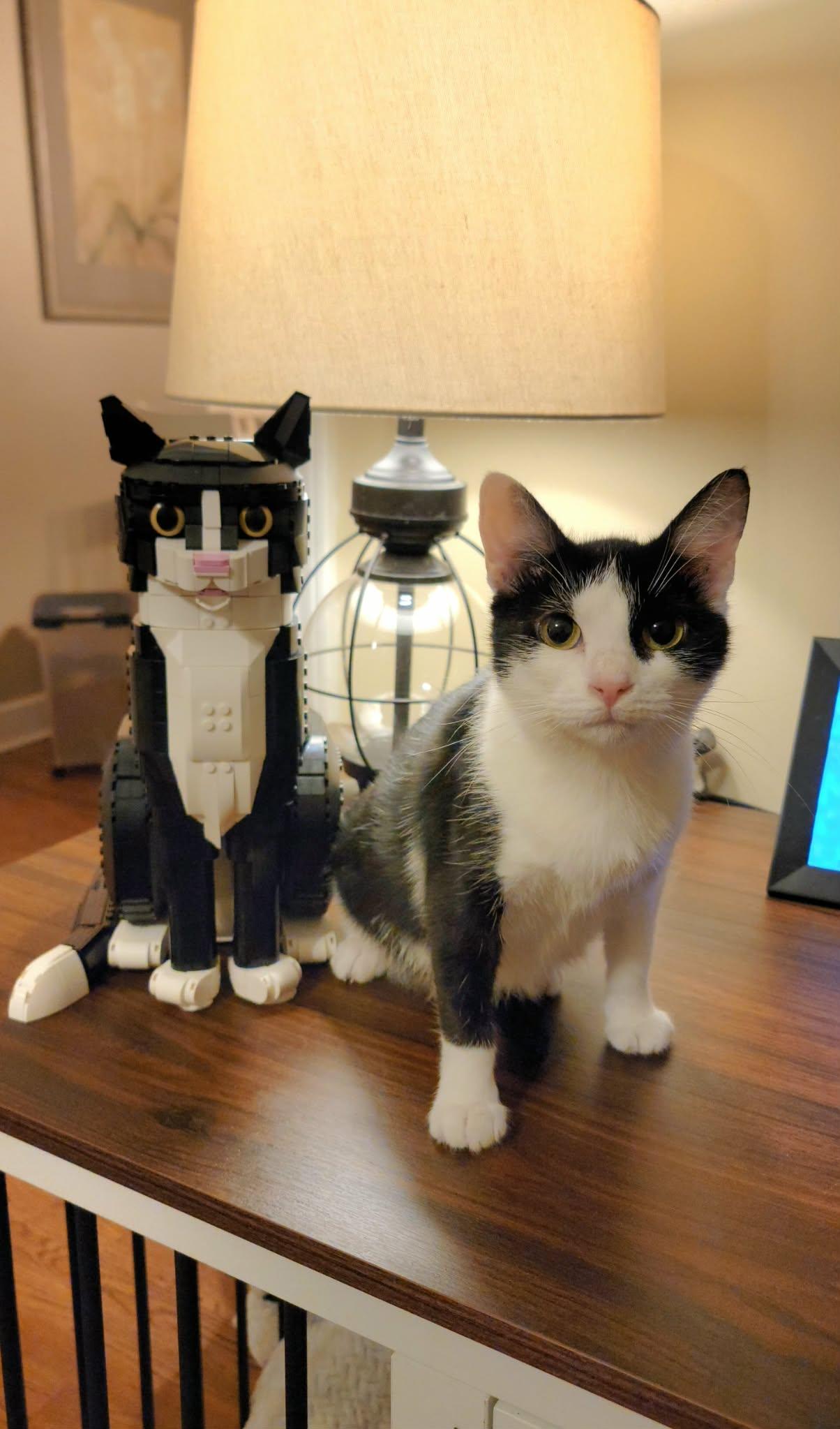 Enlarge Minnie , a ADOPTABLE Domestic Short Hair in Alabaster, AL image 2/5