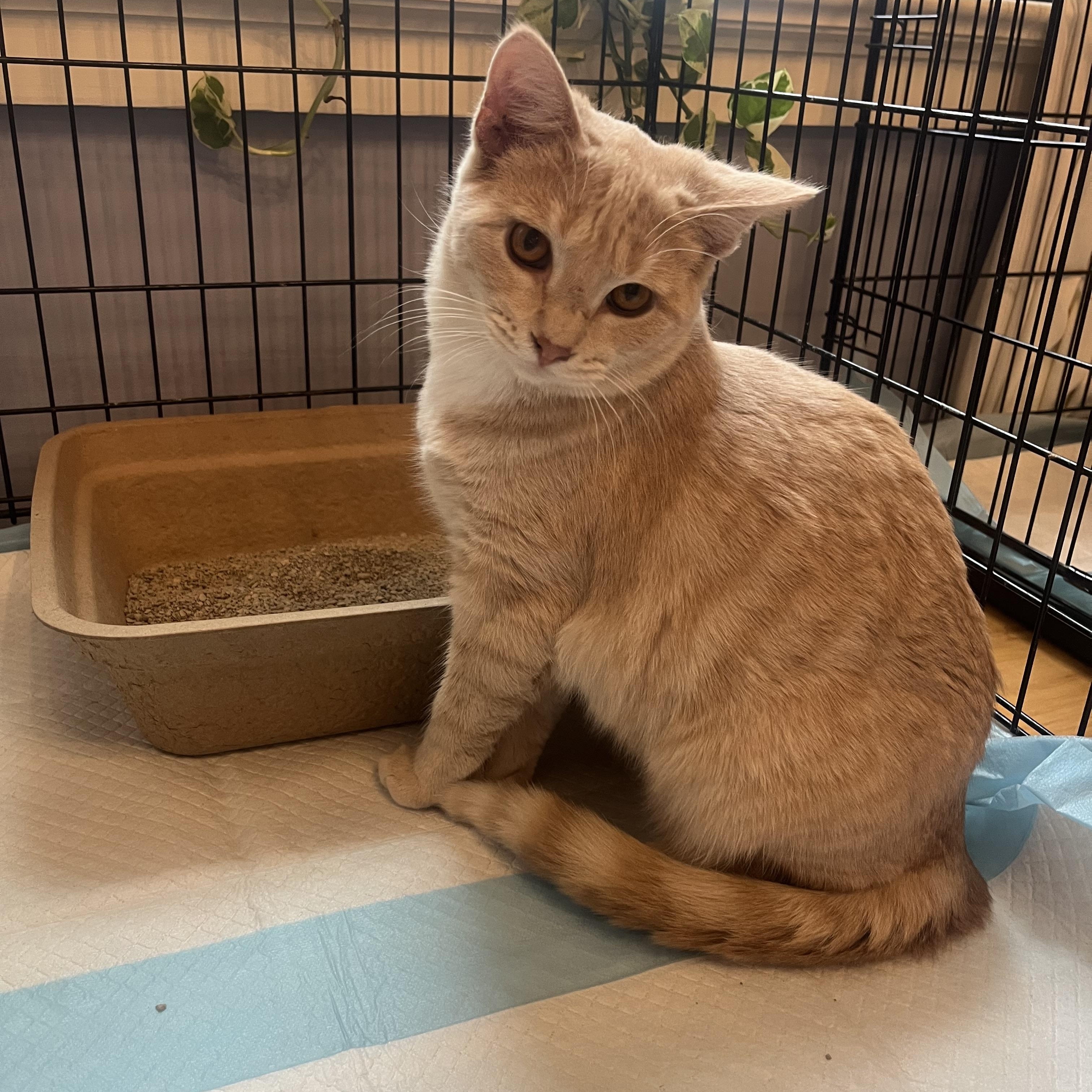 Enlarge Tostada, a Adoptable Domestic Short Hair in Mineral Point, WI image 1/4