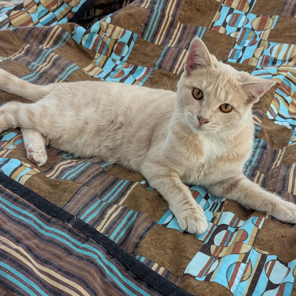 Tostada, Adoptable, Young Male Domestic Short Hair.