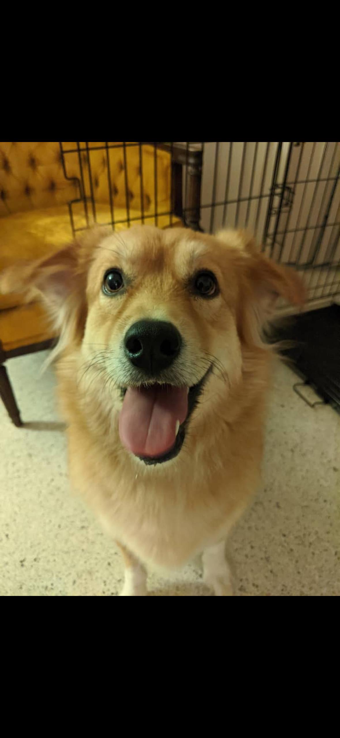 Enlarge Frankie (female) , an adopted mixed breed in Arcadia, FL image 2/2