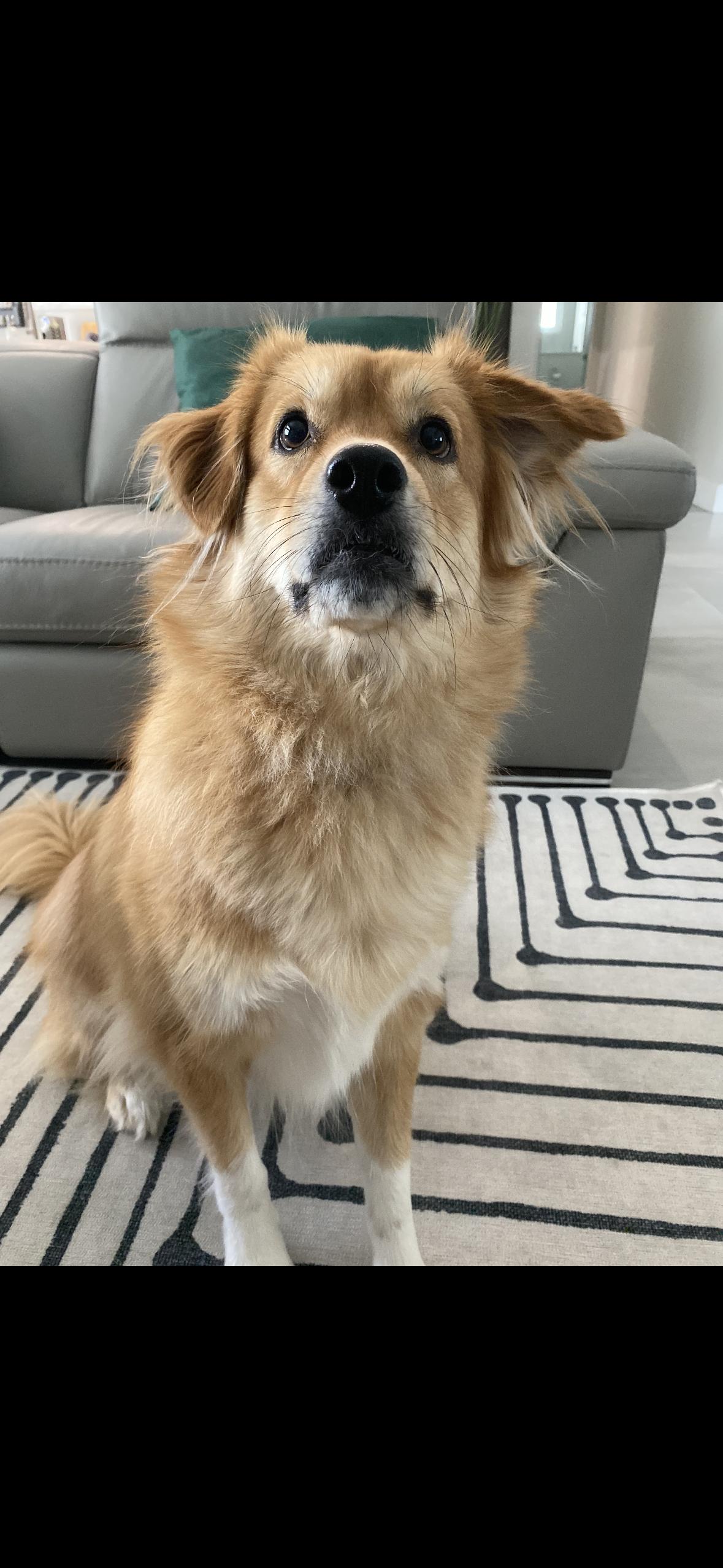 Enlarge Frankie (female) , an adopted mixed breed in Arcadia, FL image 1/2