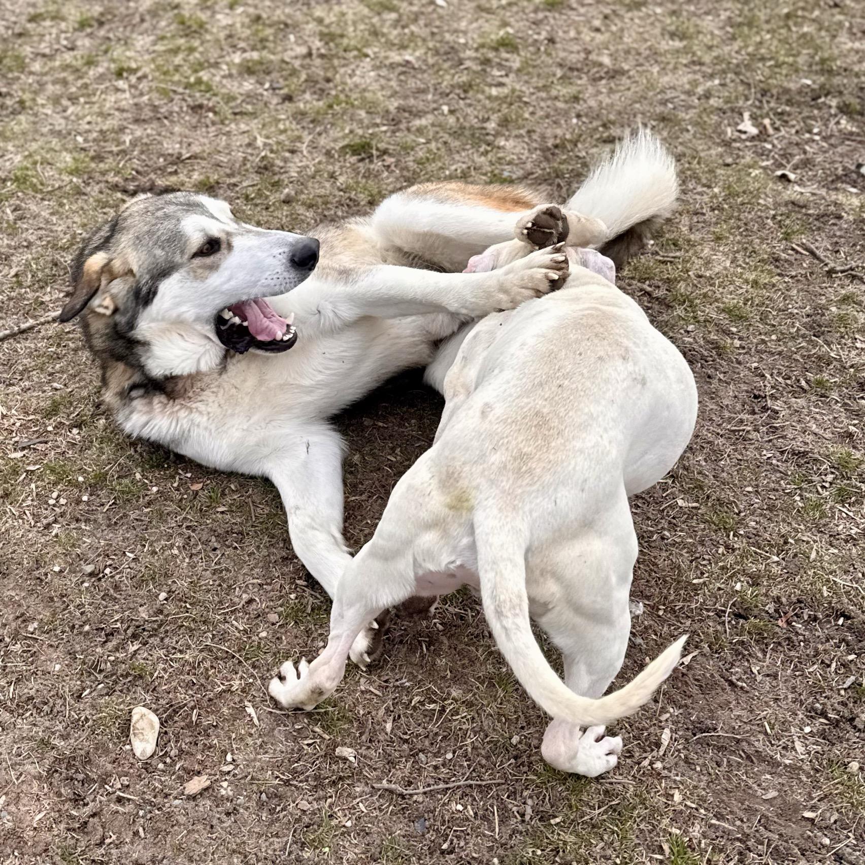 Snapchat, an adoptable mixed breed in Midland, MI image 3/6