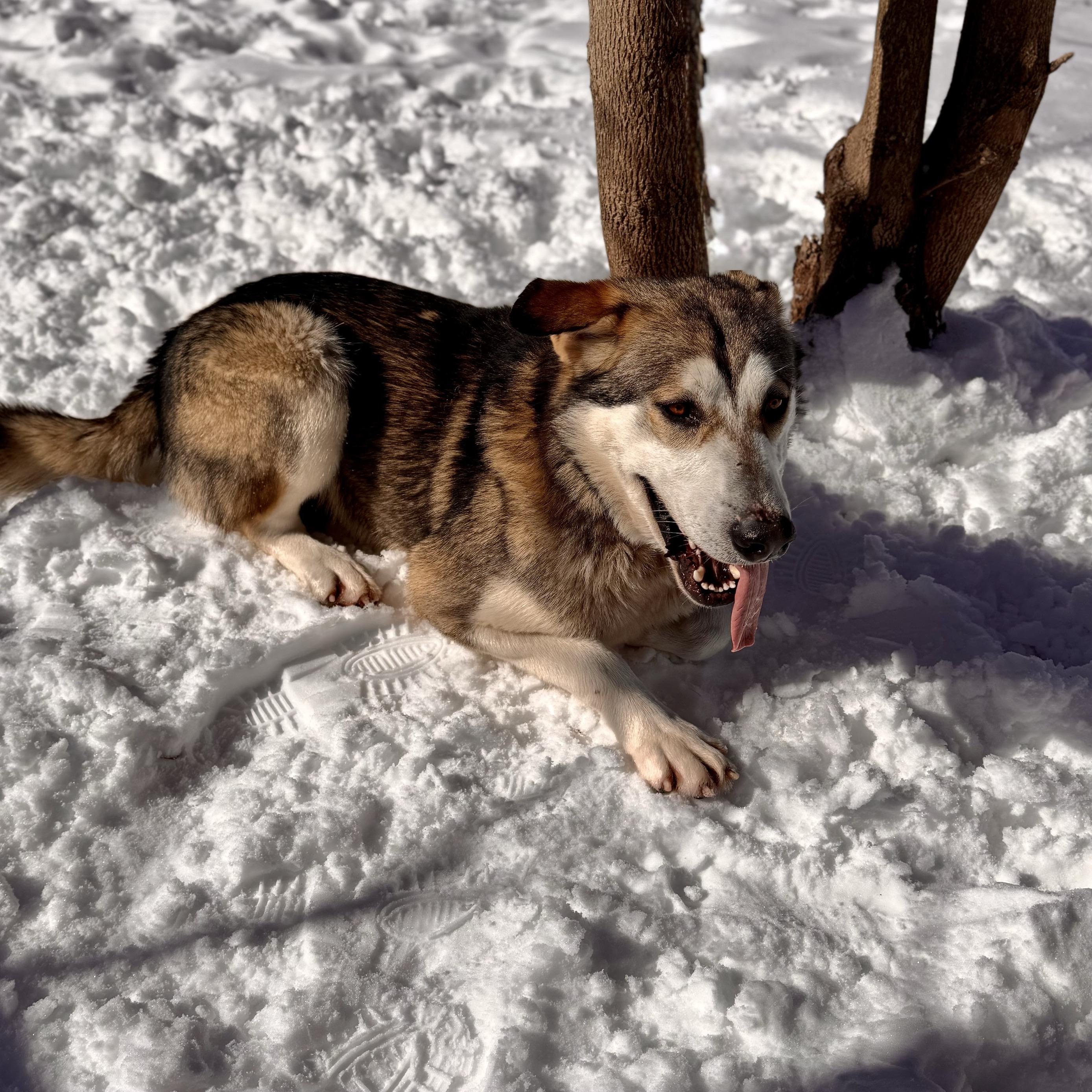 Snapchat, an adoptable mixed breed in Midland, MI image 4/6