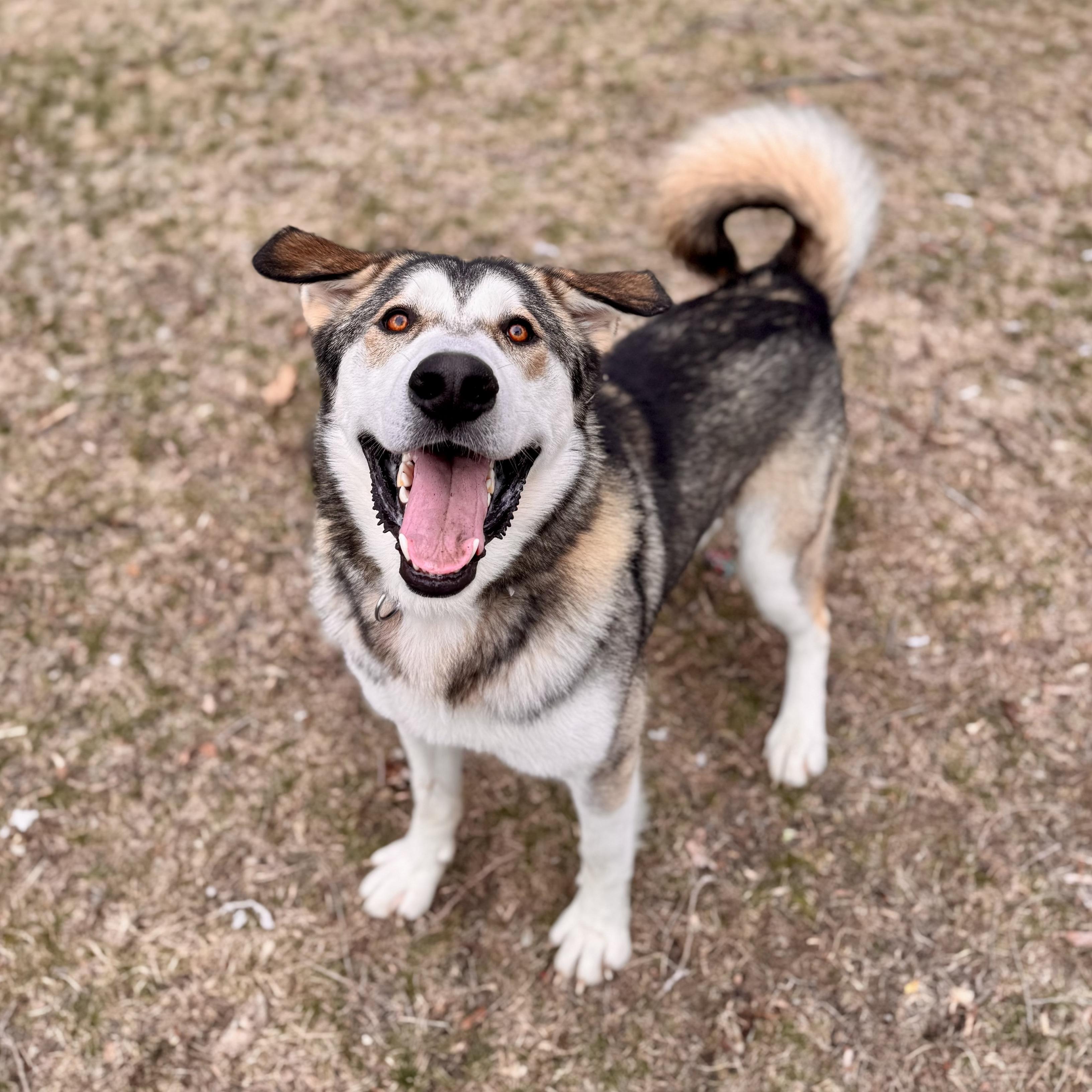Snapchat, an adoptable mixed breed in Midland, MI image 1/6