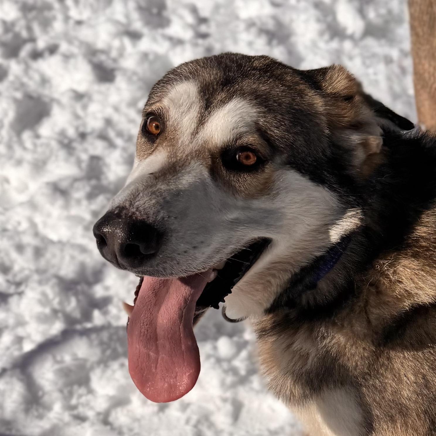 Snapchat, an adoptable mixed breed in Midland, MI image 5/6