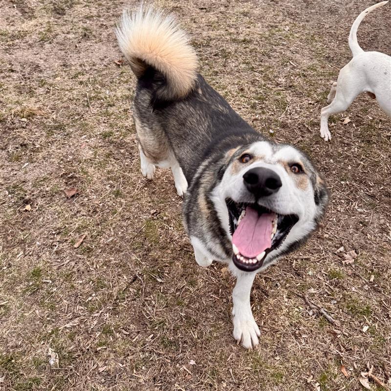 Snapchat, an adoptable mixed breed in Midland, MI image 2/6