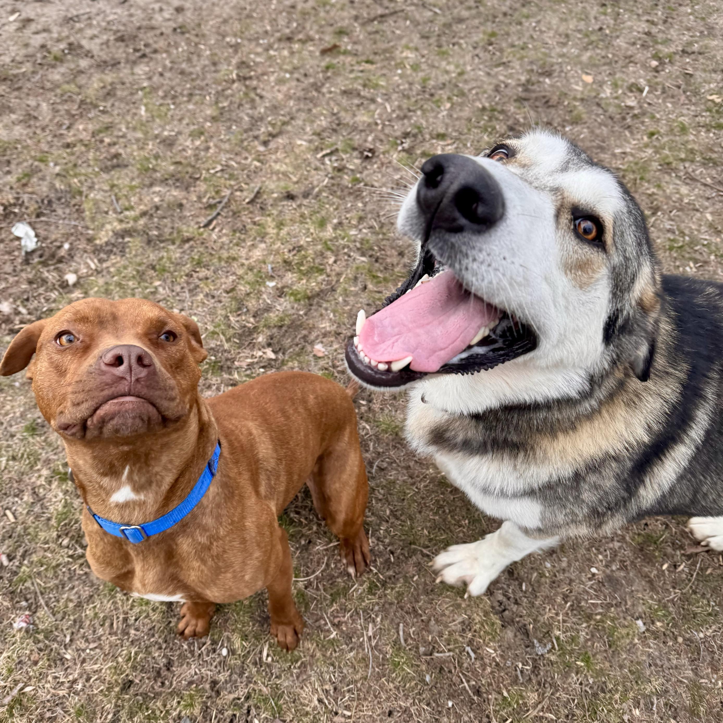 Snapchat, an adoptable mixed breed in Midland, MI image 6/6