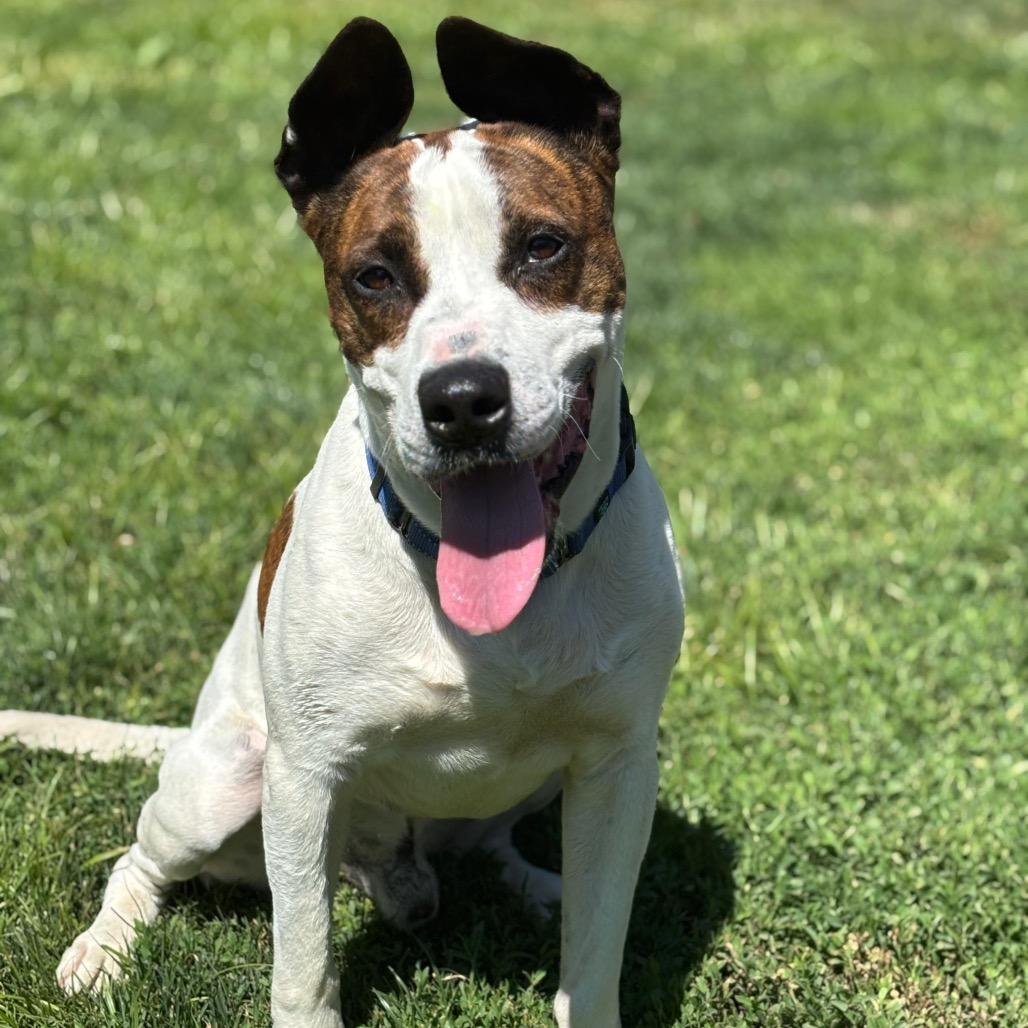 Charlie, Adoptable, Adult Male Mixed Breed.