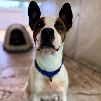 Charlie, a Adoptable Mixed Breed in Medford, OR image 2/5
