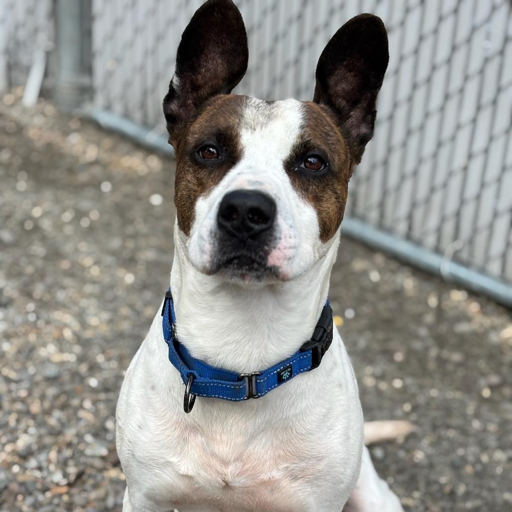 Charlie, a Adoptable Mixed Breed in Medford, OR image 3/5