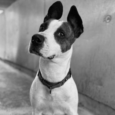 Charlie, a Adoptable Mixed Breed in Medford, OR image 4/5