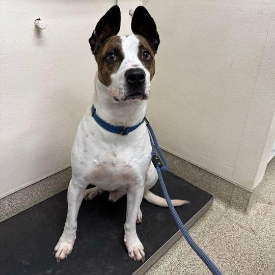 Charlie, a Adoptable Mixed Breed in Medford, OR image 5/5