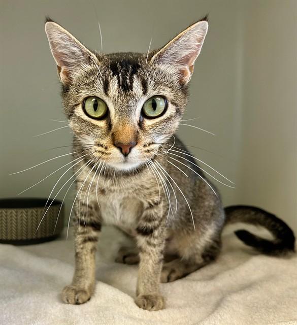 GWYN, Adoptable, Young Female Domestic Short Hair.