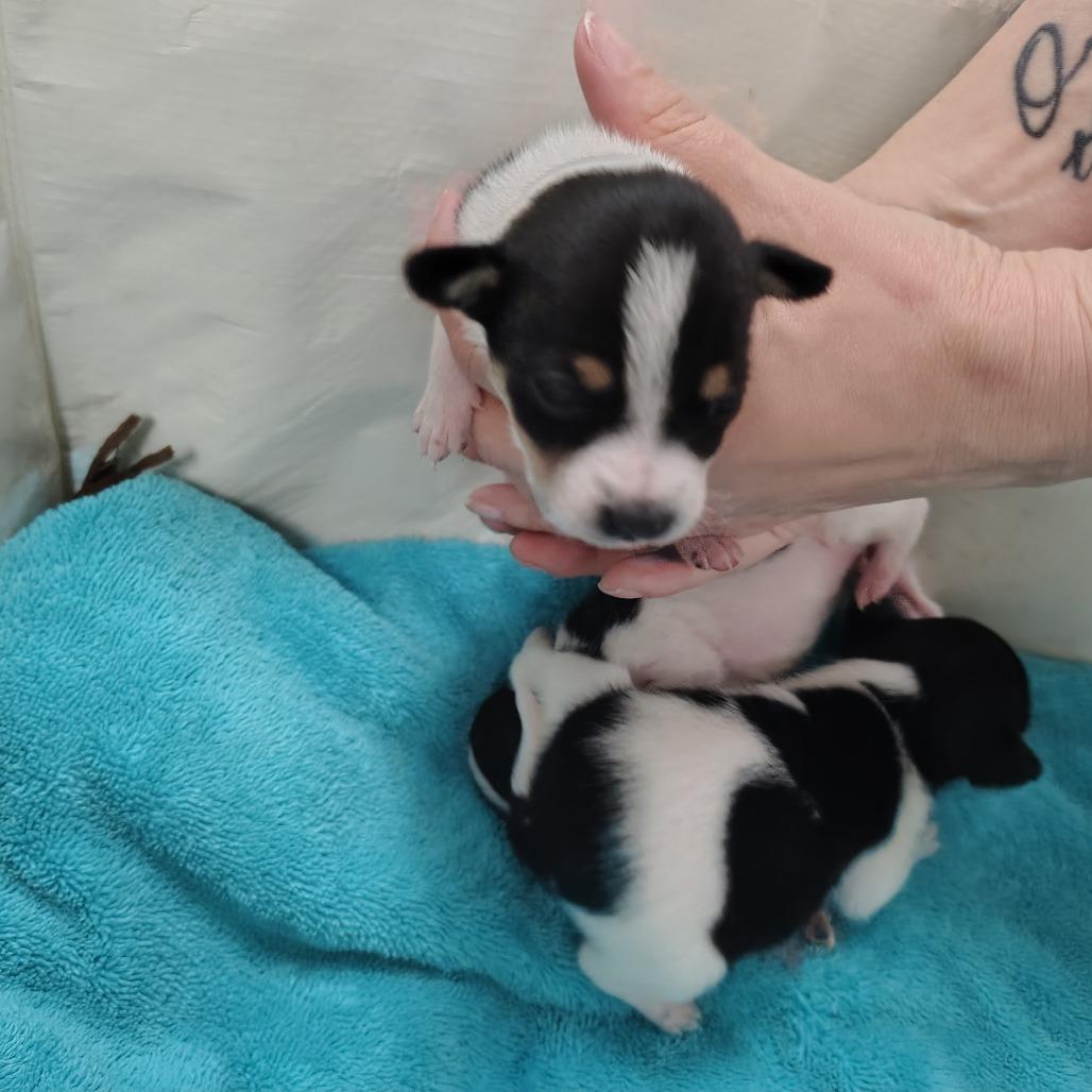 Daisy, Adoptable, Puppy Female Rat Terrier & Beagle.