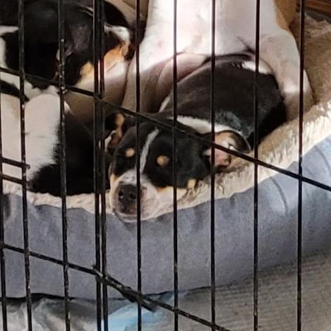 Daisy, a Adoptable mixed breed in Coos Bay, OR image 3/6