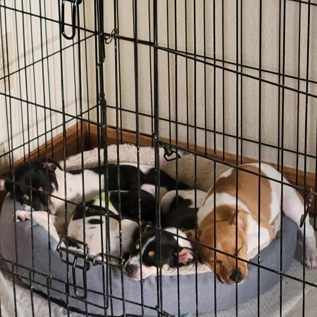 Daisy, a Adoptable mixed breed in Coos Bay, OR image 4/6