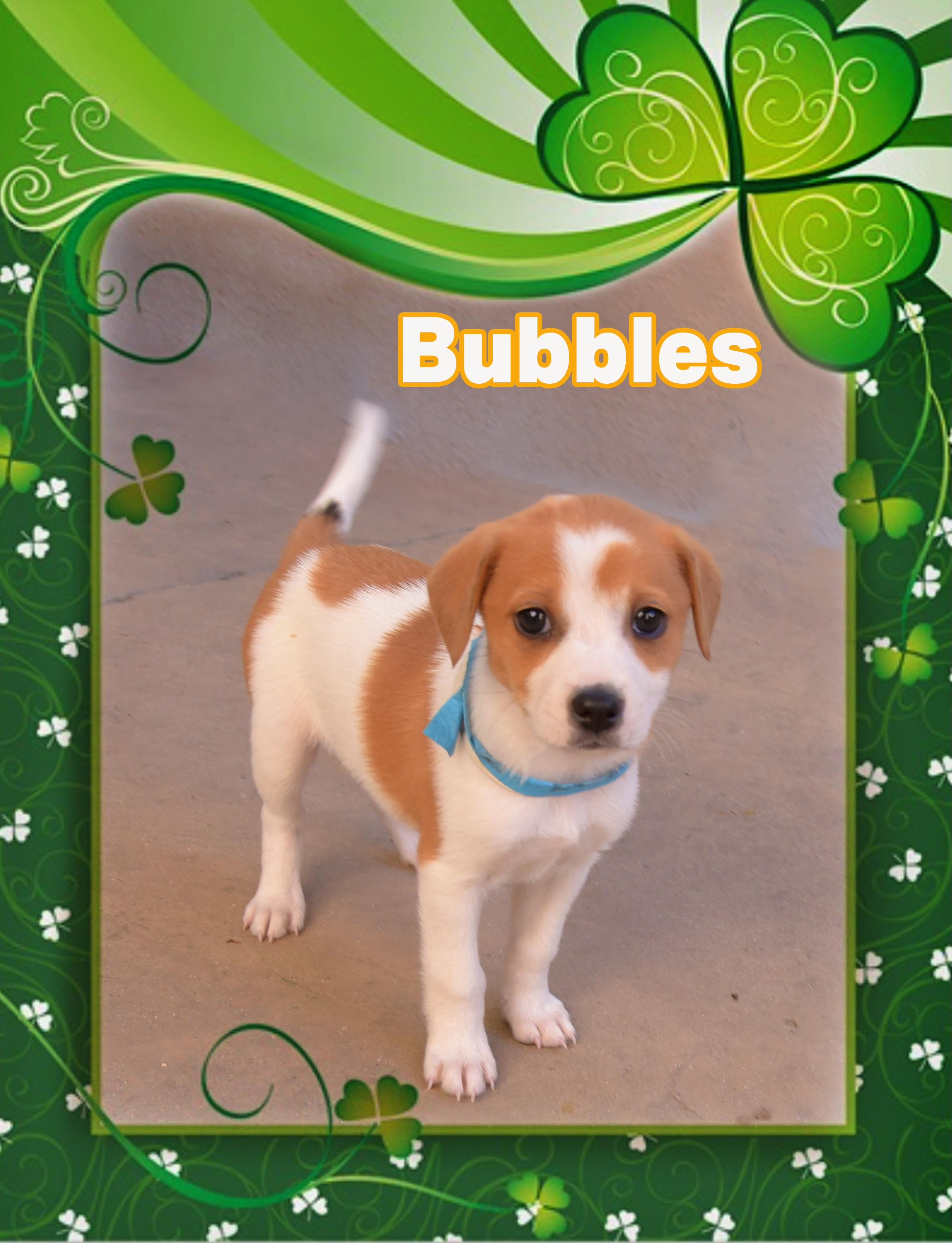 Bubbles, ADOPTABLE, Puppy Female Chihuahua.