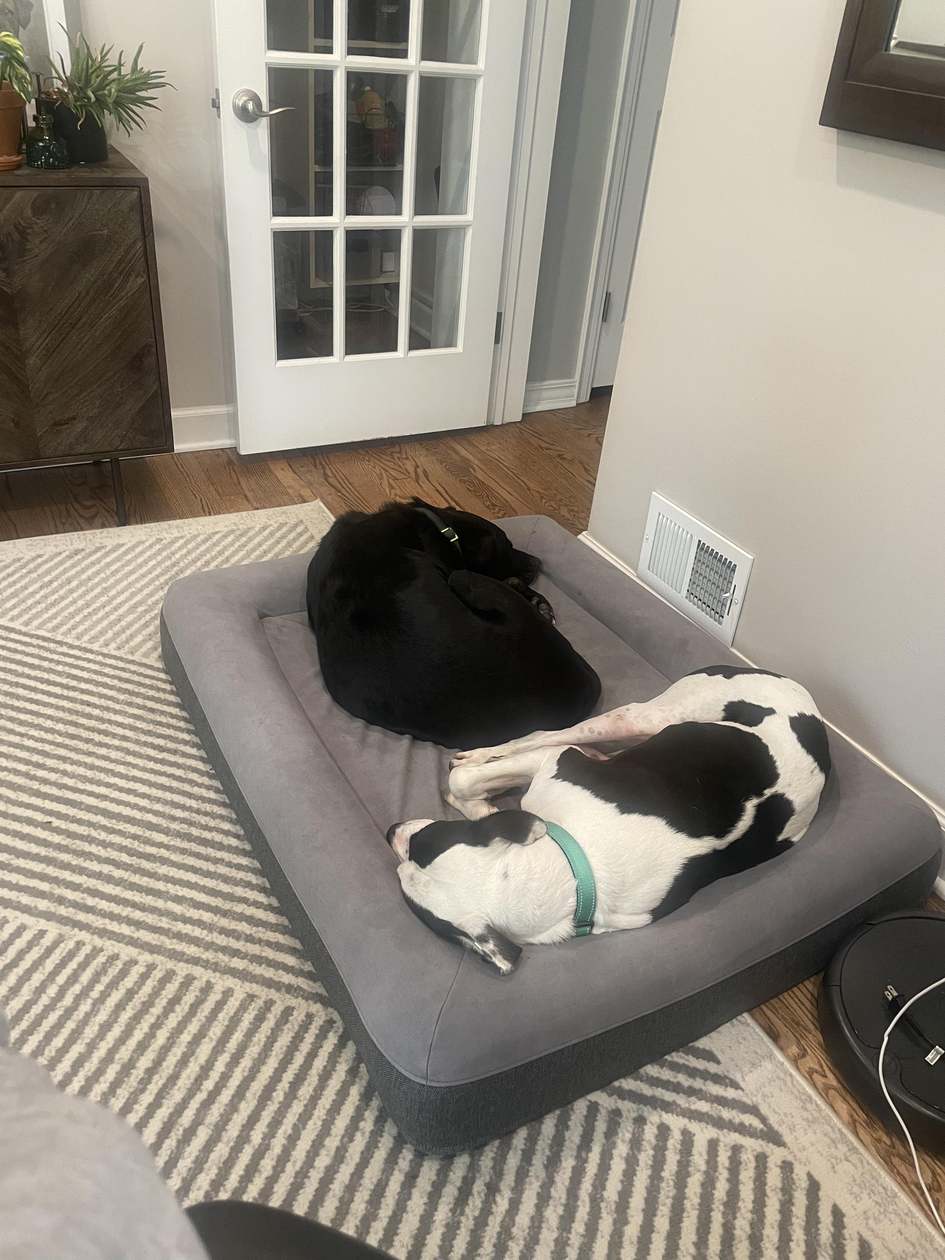 Enlarge MALIK, a Adoptable Hound in Bloomfield Hills, MI image 2/3