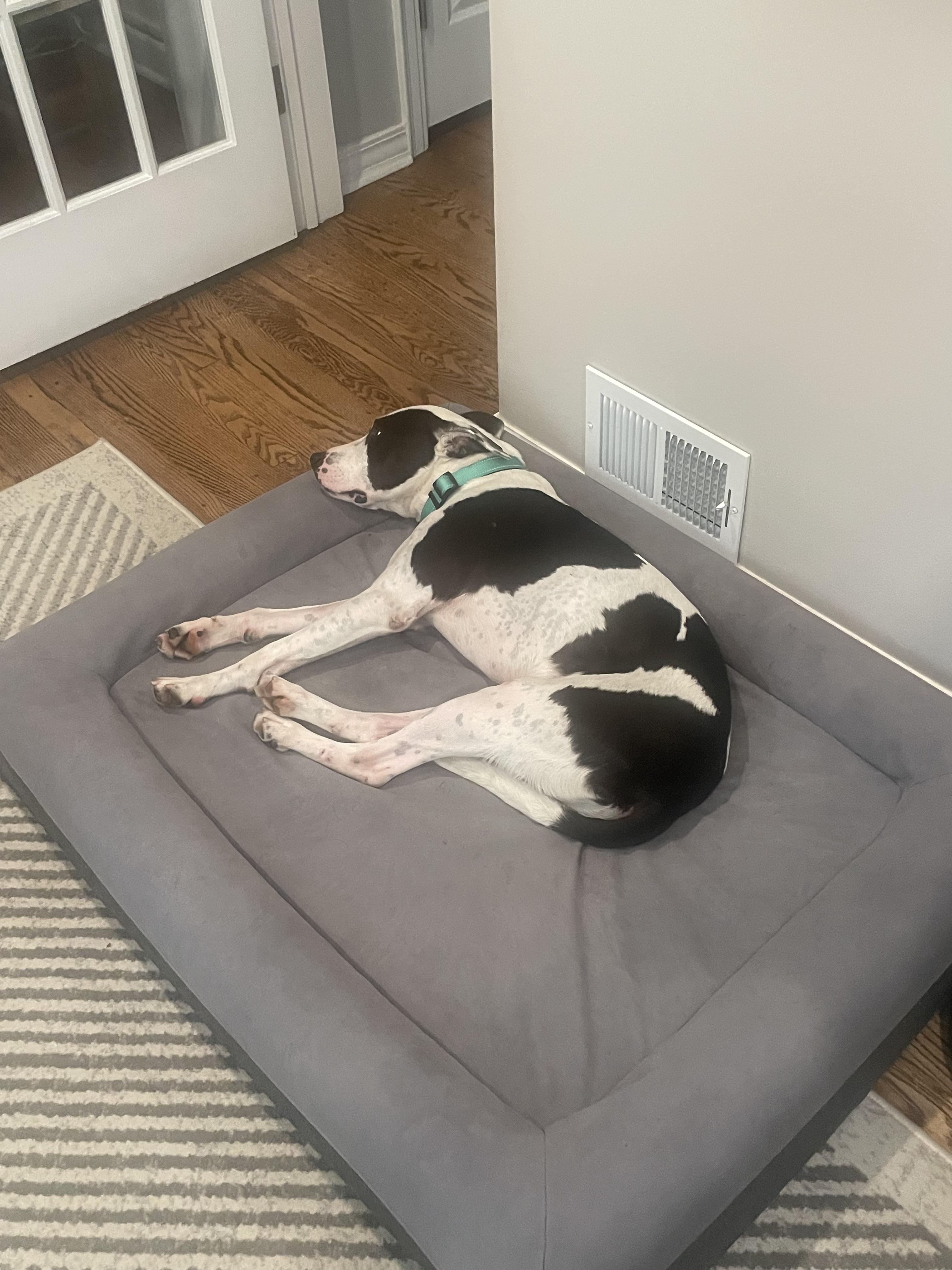 Enlarge MALIK, a Adoptable Hound in Bloomfield Hills, MI image 3/3