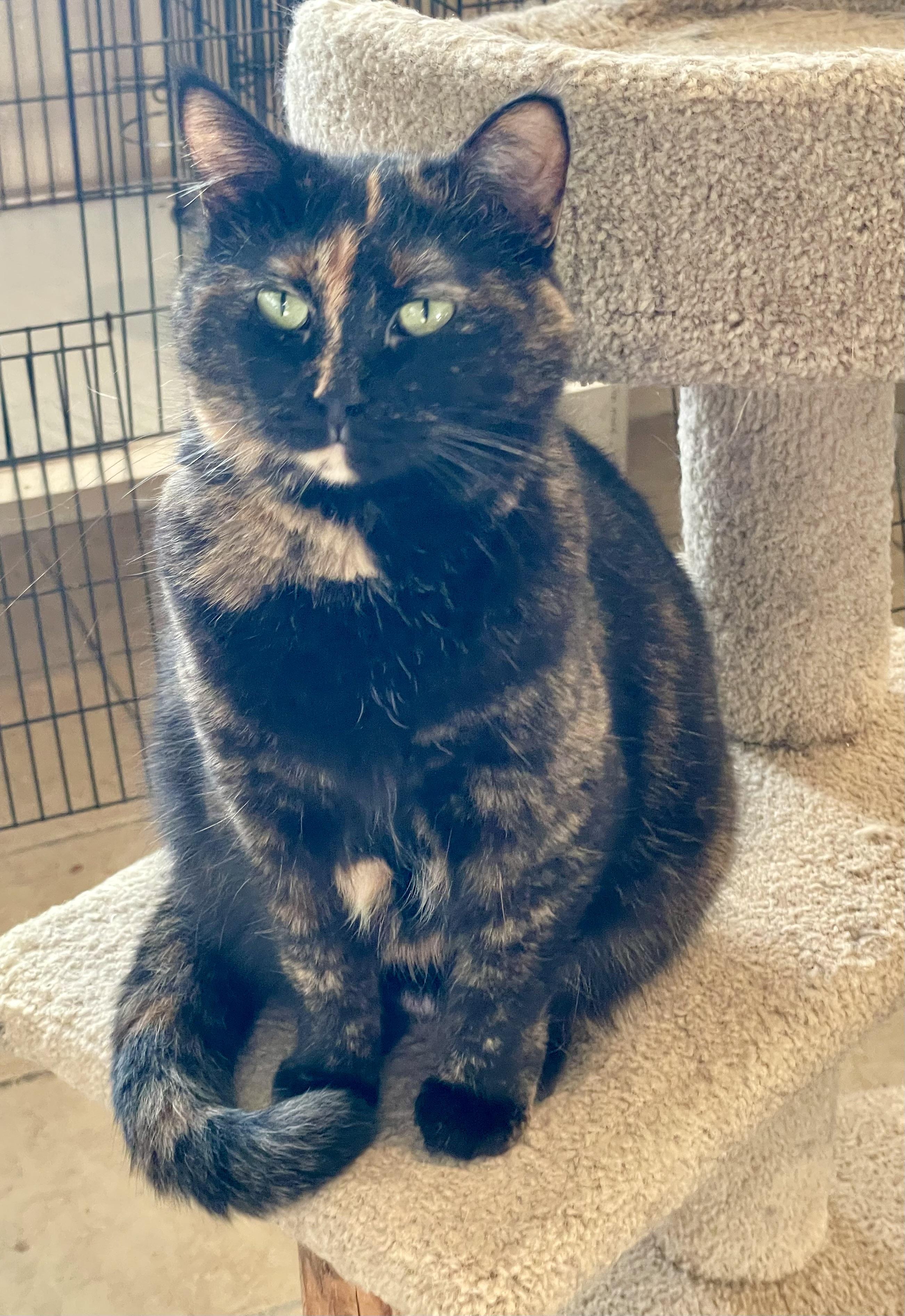 Enlarge Bella, a Adoptable mixed breed in Lacon, IL image 1/6