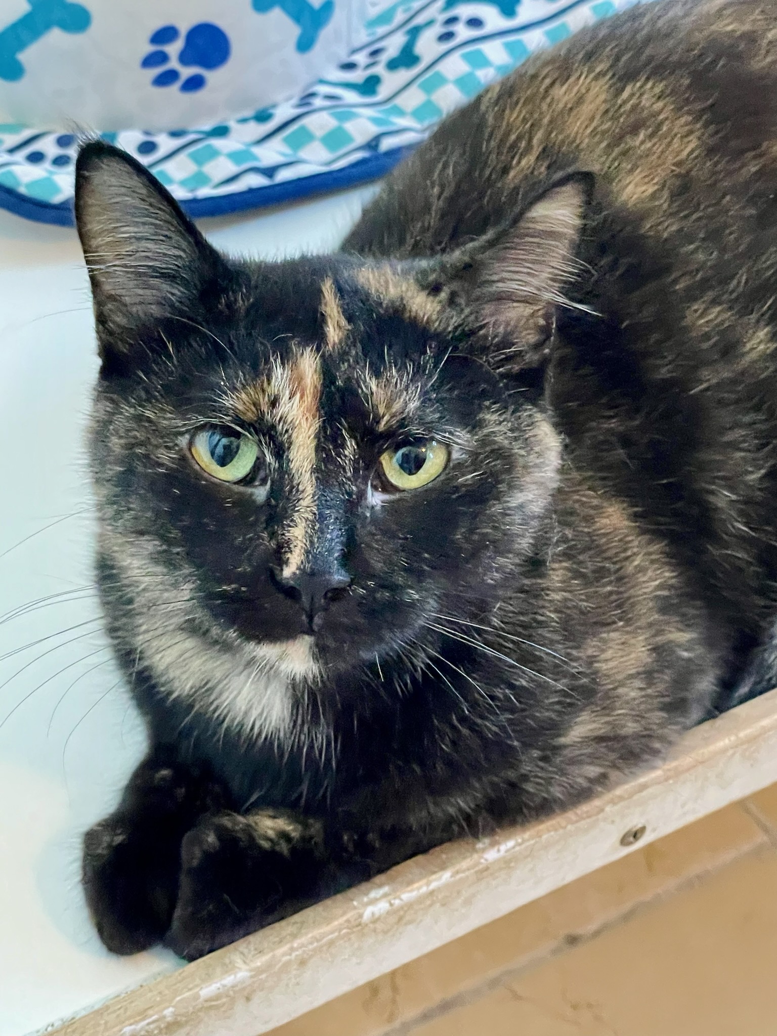 Enlarge Bella, a Adoptable mixed breed in Lacon, IL image 5/6