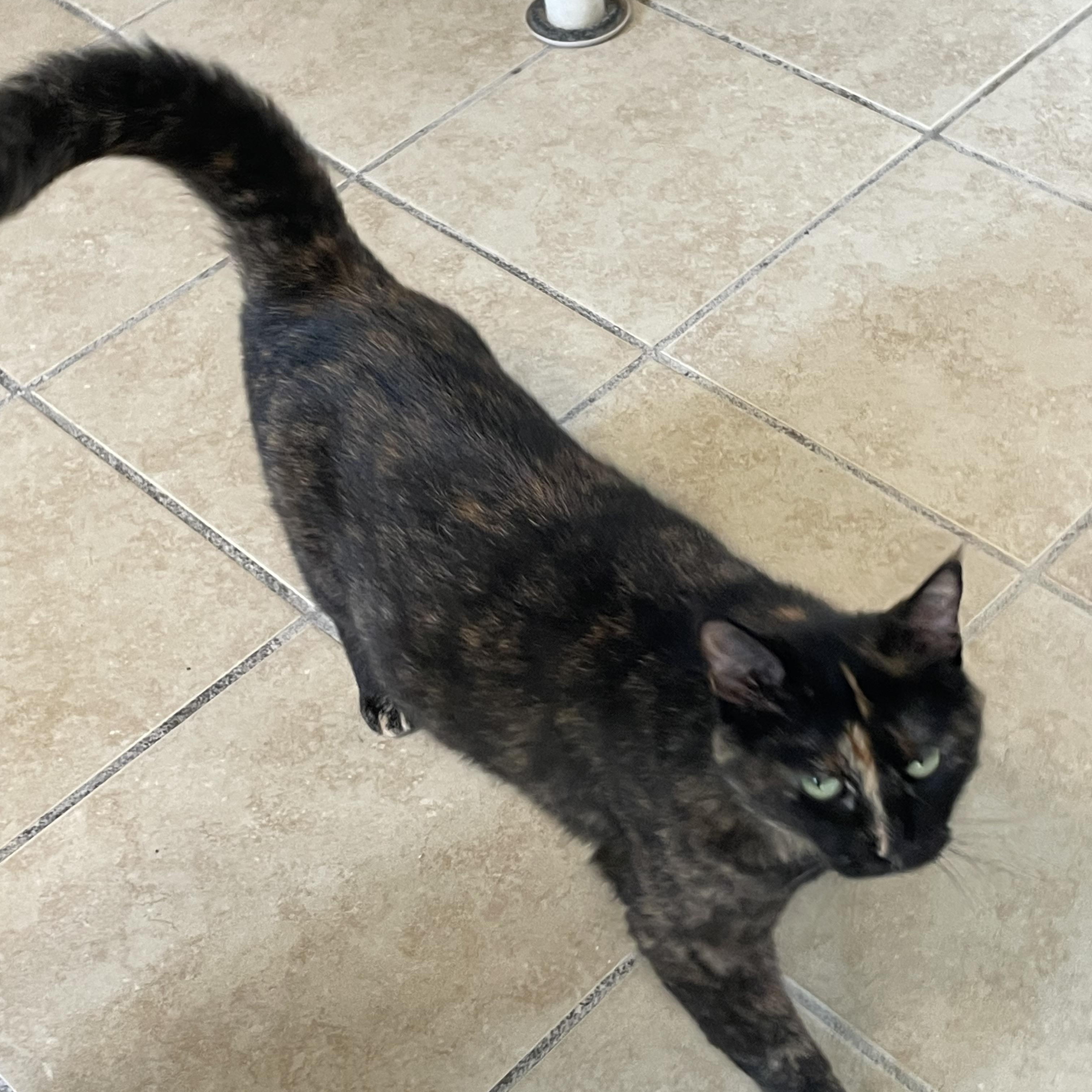 Enlarge Bella, a Adoptable mixed breed in Lacon, IL image 6/6