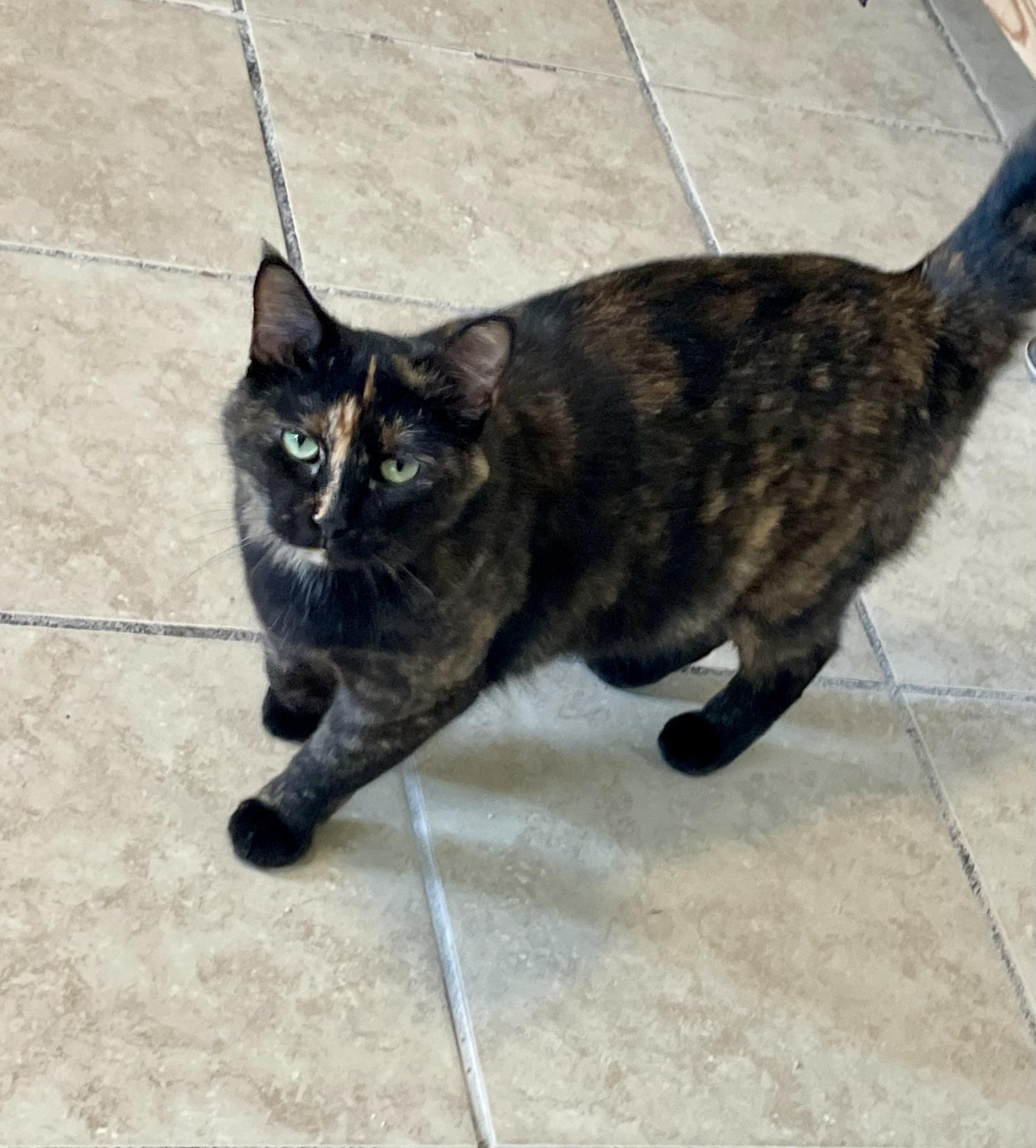 Enlarge Bella, a Adoptable mixed breed in Lacon, IL image 4/6