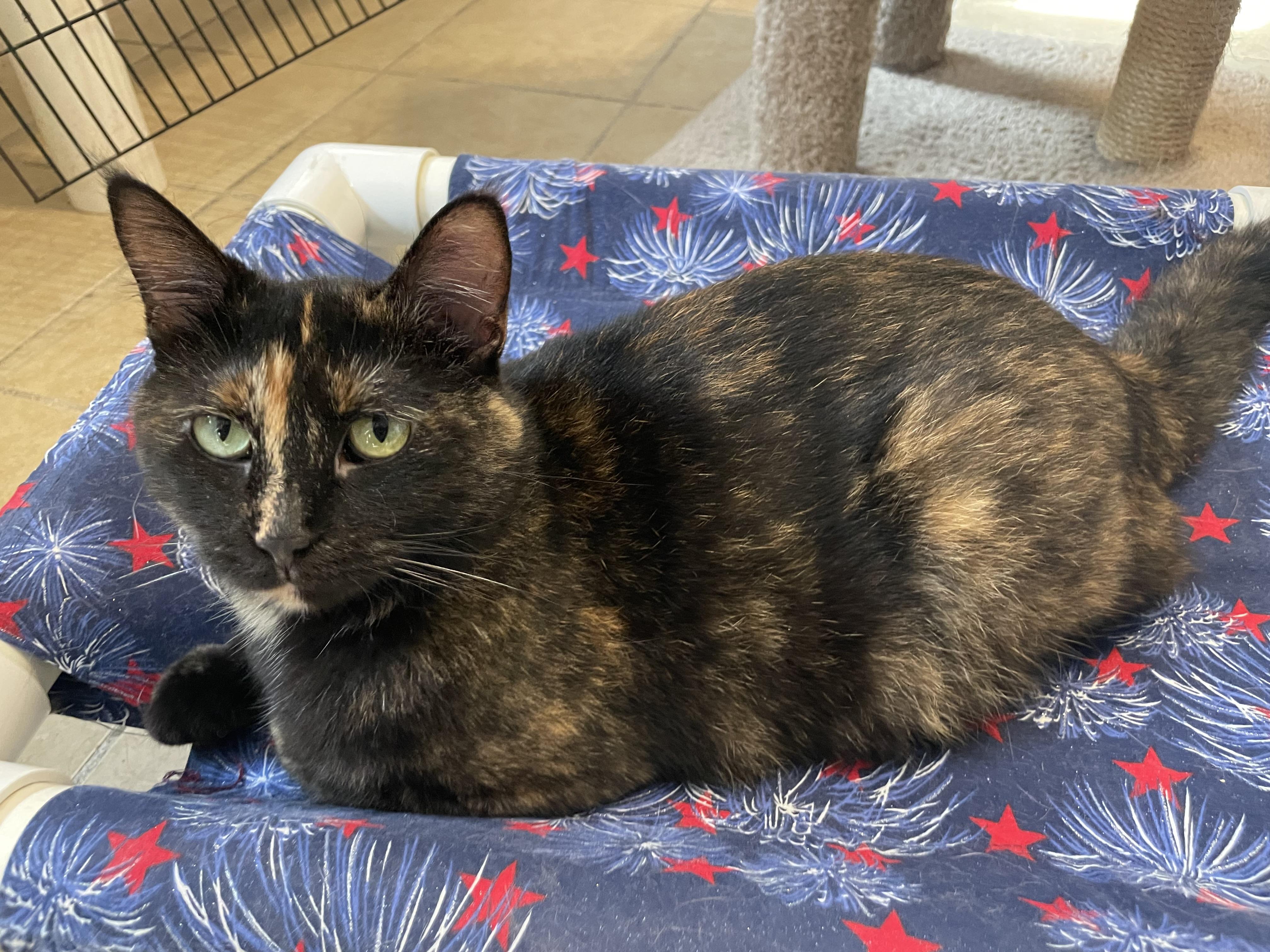 Enlarge Bella, a Adoptable mixed breed in Lacon, IL image 3/6