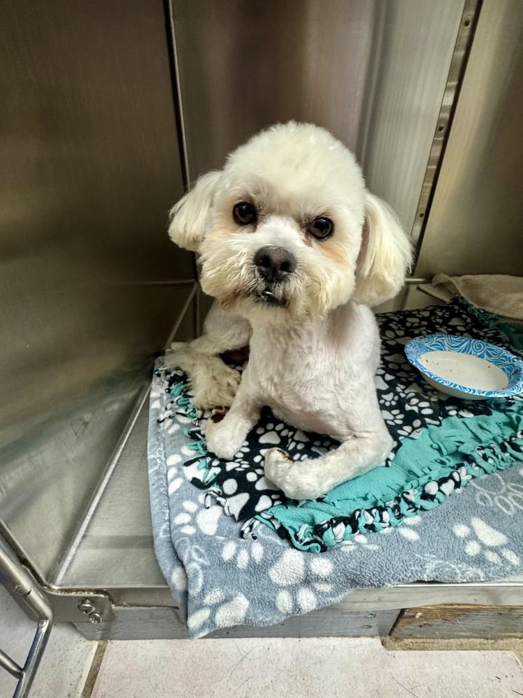 Johnny Rocket, Adoptable, Young Male Poodle & Maltese.