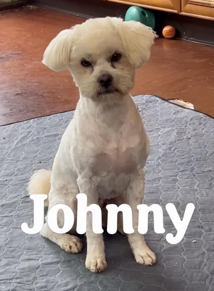 Enlarge Johnny Rocket, a Adoptable mixed breed in San Diego, CA image 2/2