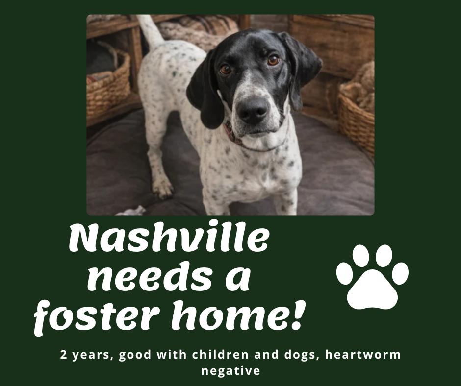 Needs Foster Nashville (TX), ADOPTABLE, Adult Male English Pointer.