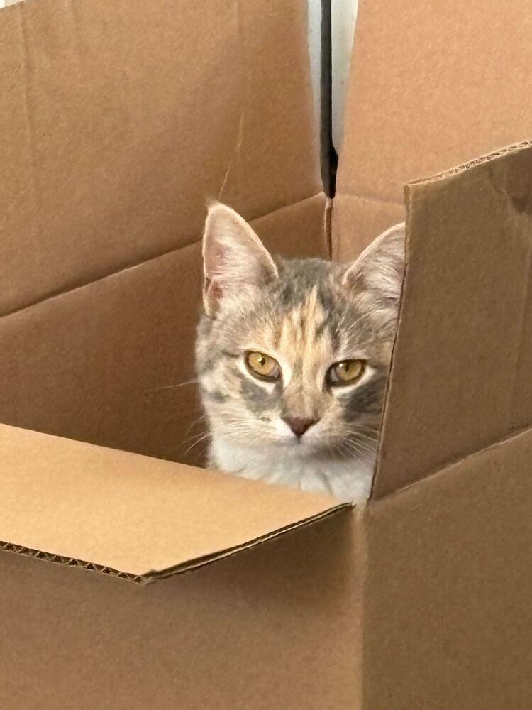 Lady, Adoptable, Kitten Female Domestic Short Hair.